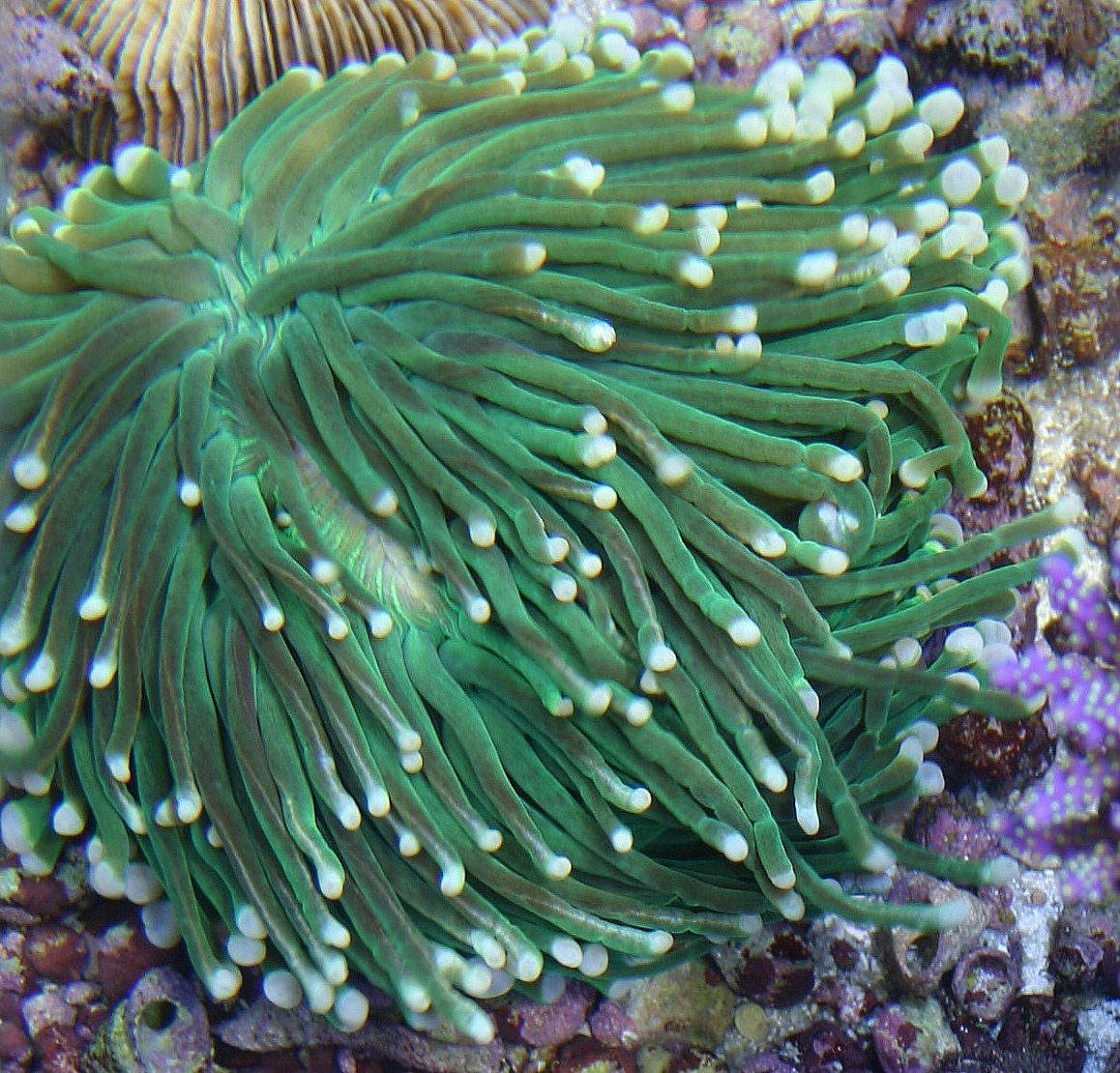 Тибетский морской цветок. Гелиофунгия коралл. Heliofungia actiniformis. Дункан коралл. Гелиофунгия зеленая, m/Heliofungia actiniformis (Green).