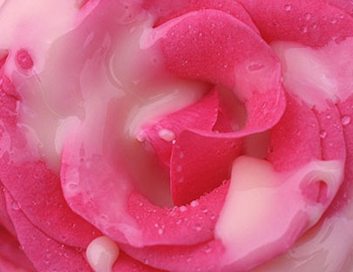 Половые розочки. Розовые розы. Цветы розового цвета. Розовый цвет. Розы розового цвета.