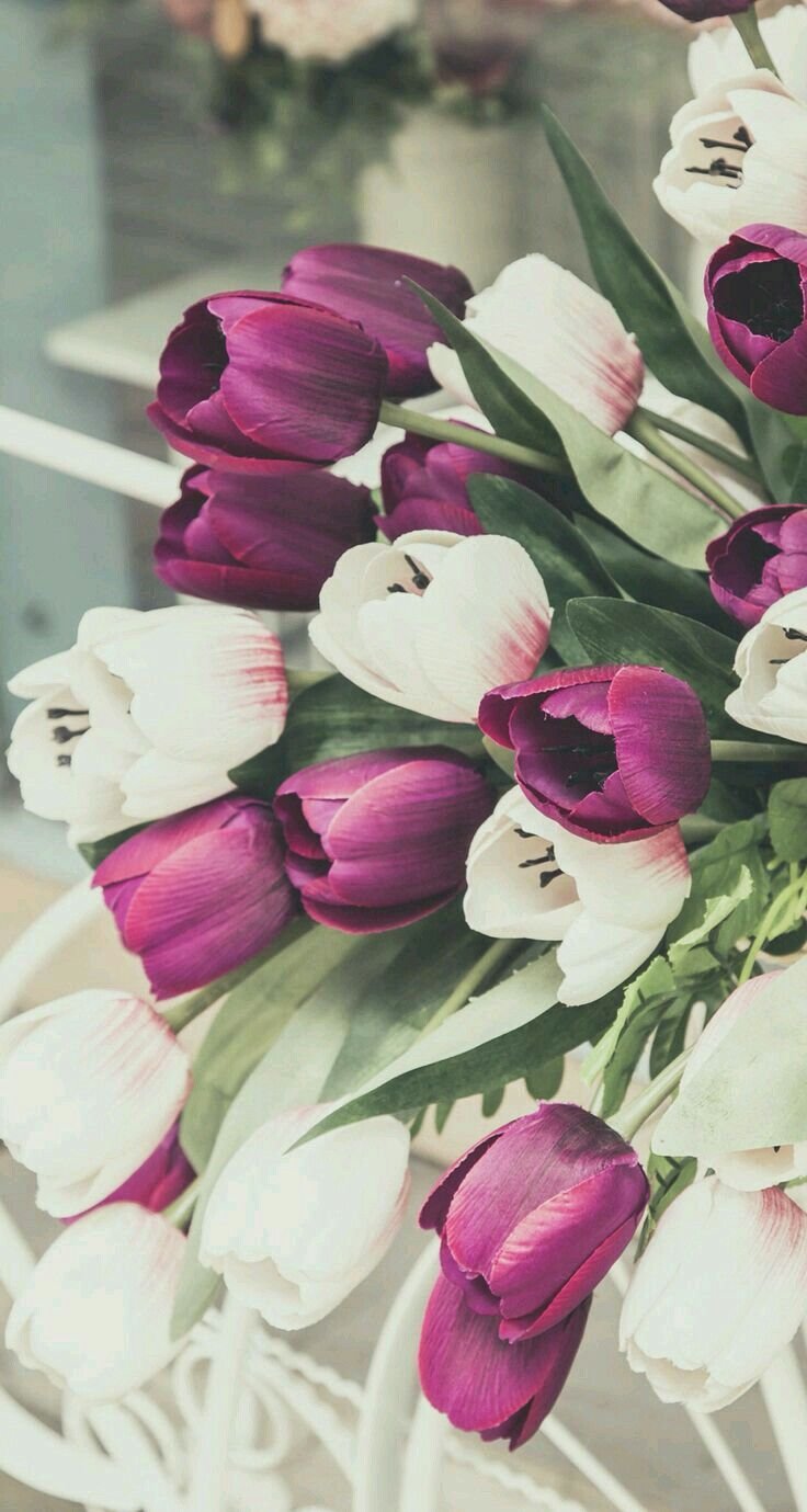Тюльпаны фиолетовые и розовые