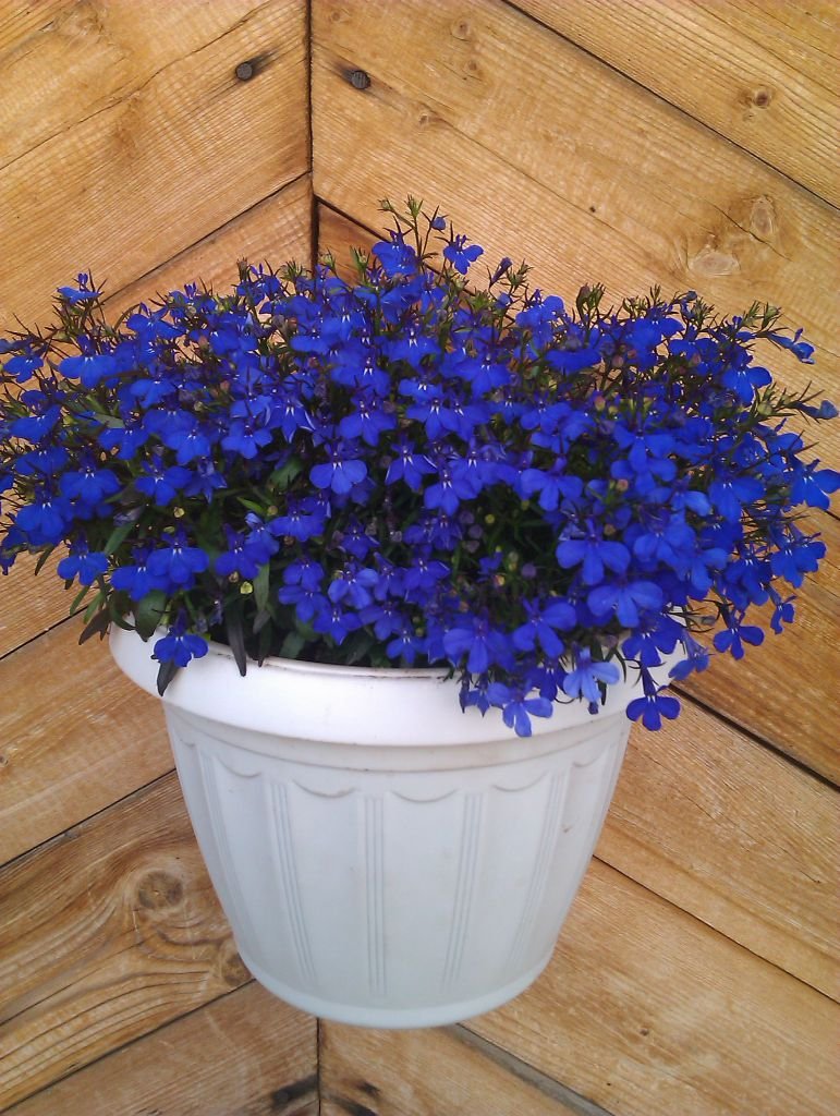 Цветок в синем кашпо