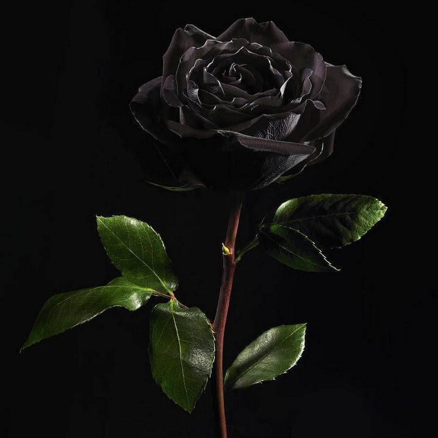 Траурные Черные Розы