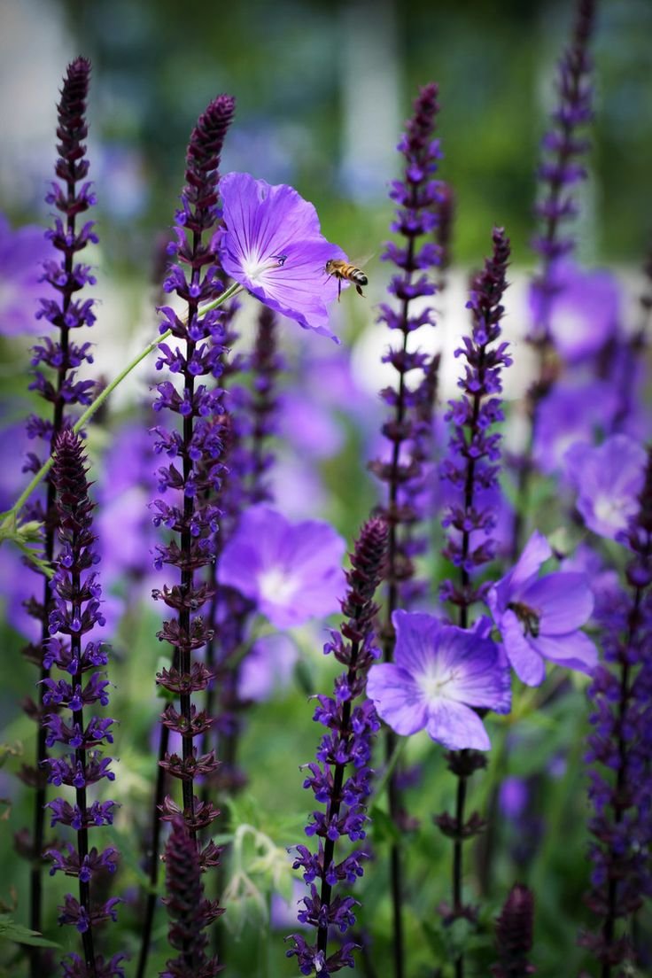 Полевые Цветы Фиолетовые Длинные
