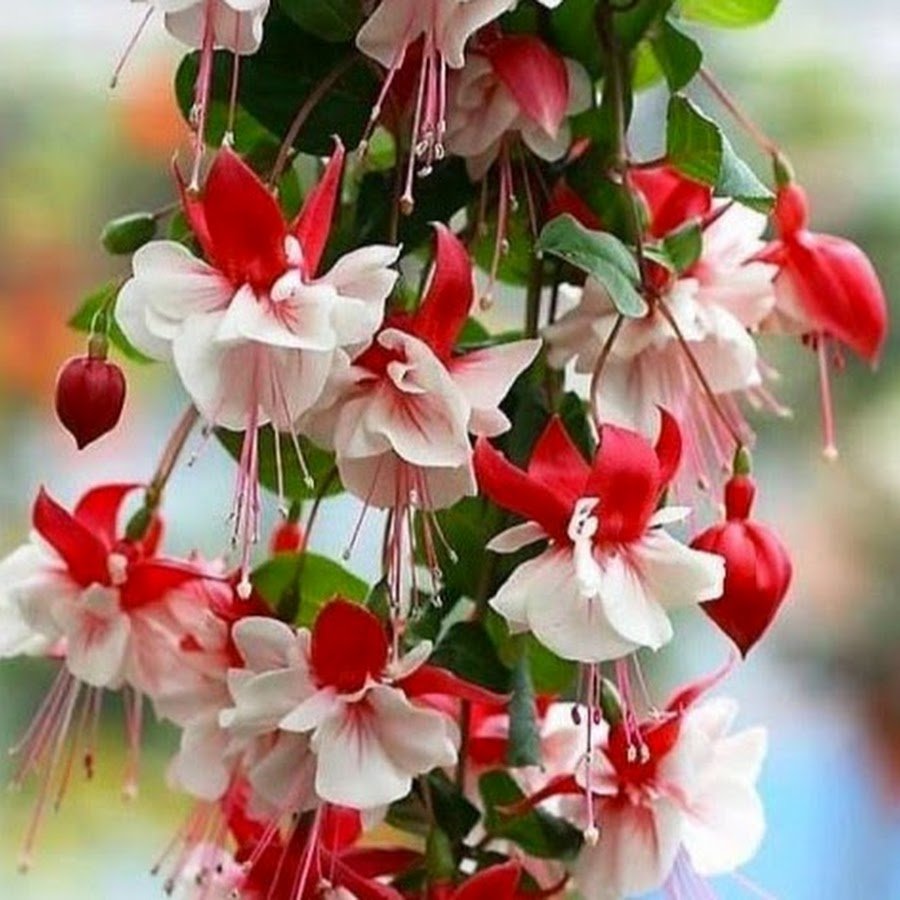 Цыганские серьги цветок