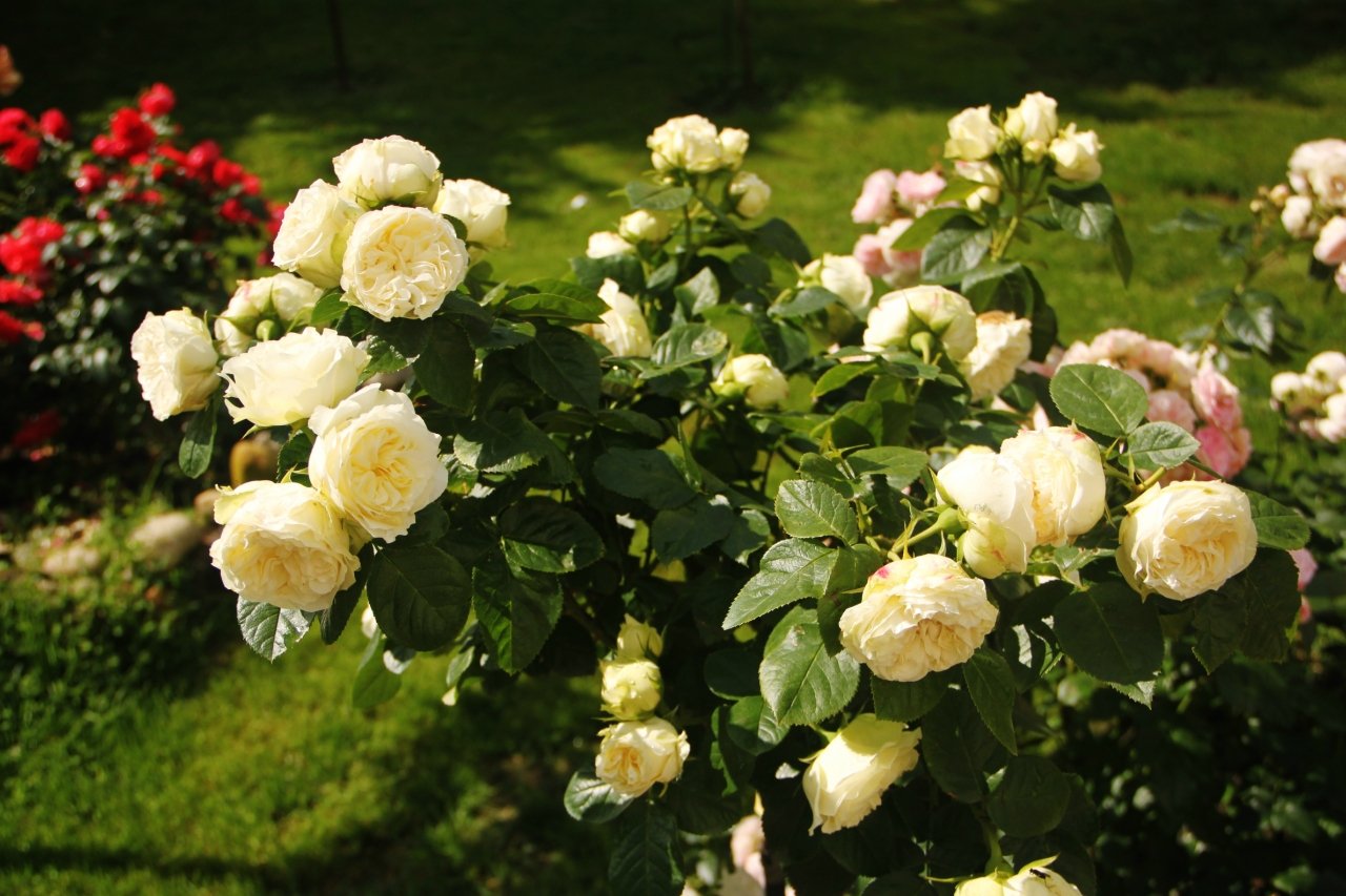 Роза флорибунда White Bouquet