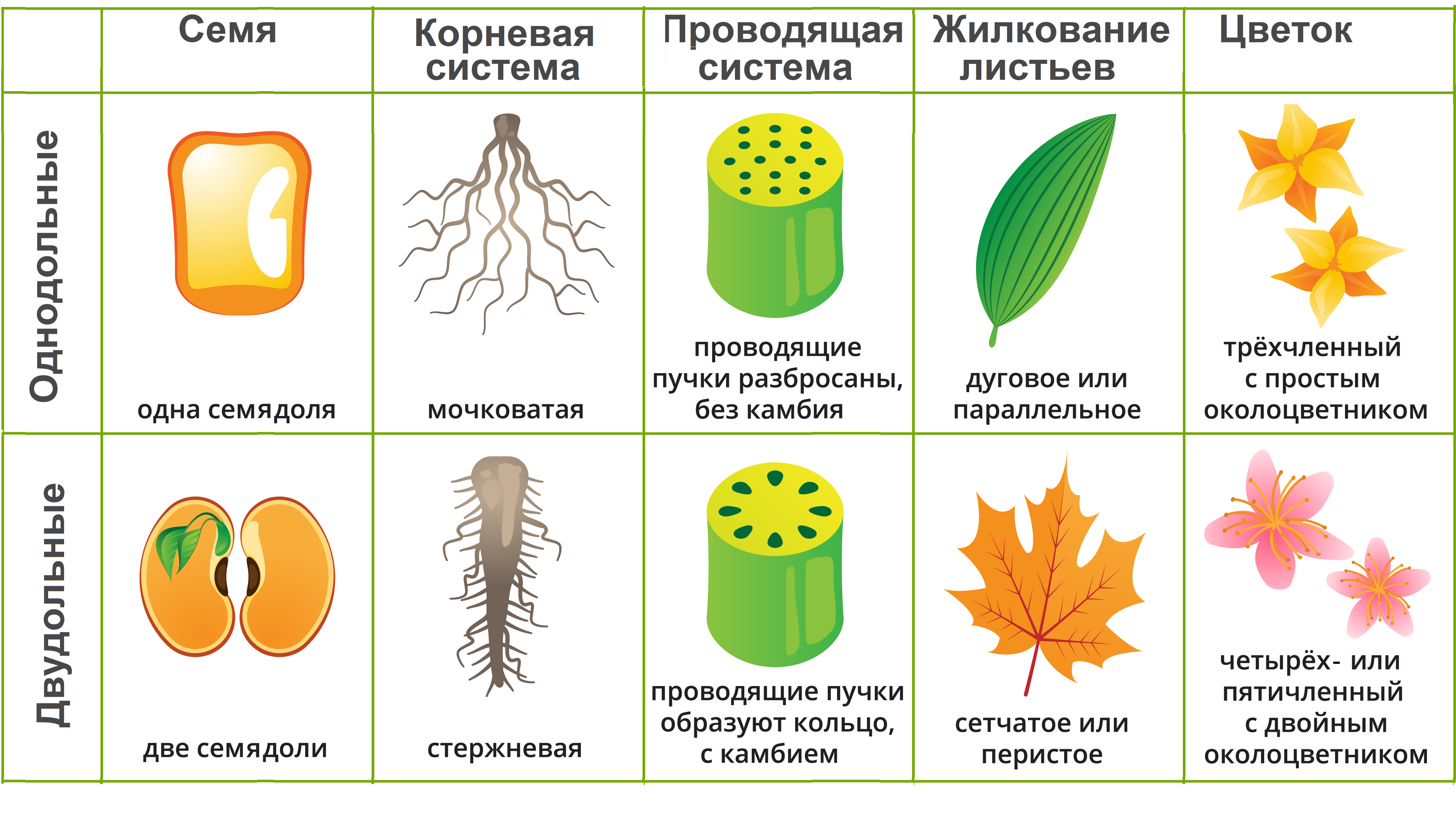 Образование семян покрытосеменных