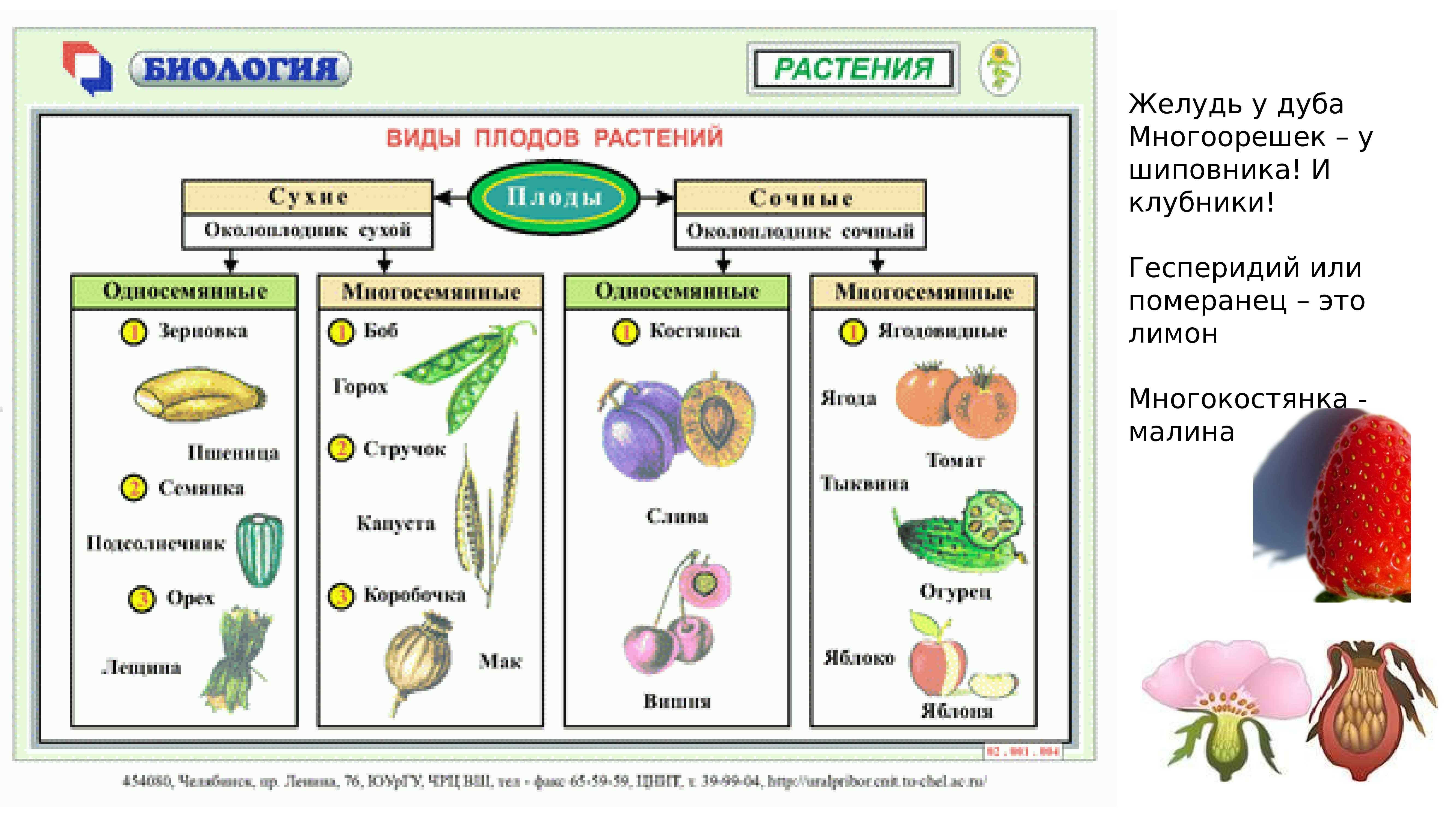 Урок 16 биология. Классификация плодов покрытосеменных растений. Схема по биологии 6 класс плоды. Таблица по теме плоды по биологии 6 класс. Сухой многосемянной плод плоды.