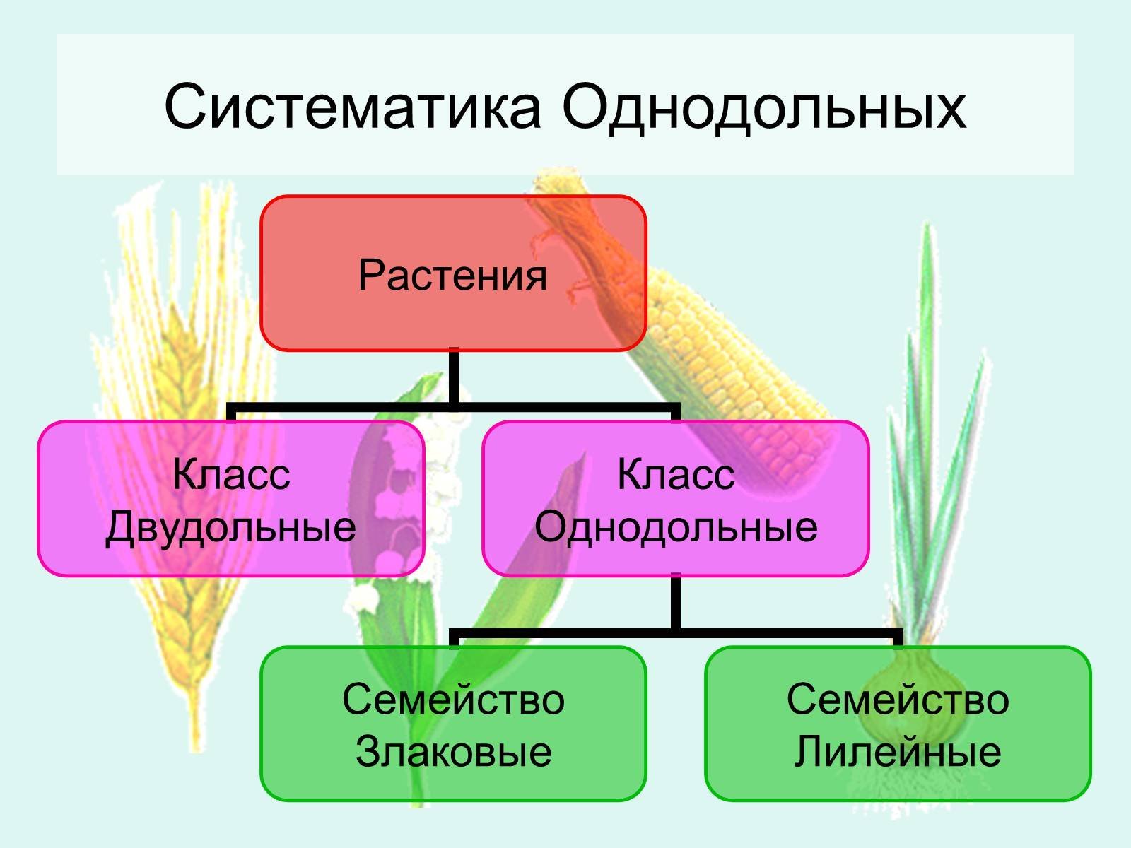 Сколько классов растений. Систематика цветковых растений однодольных. Систематика однодольных растений. Класс Однодольные растения. Класс Однодольные систематика.