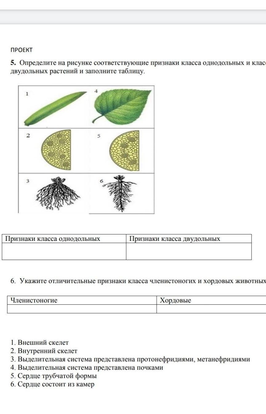 Признаки классов однодольных и двудольных растений