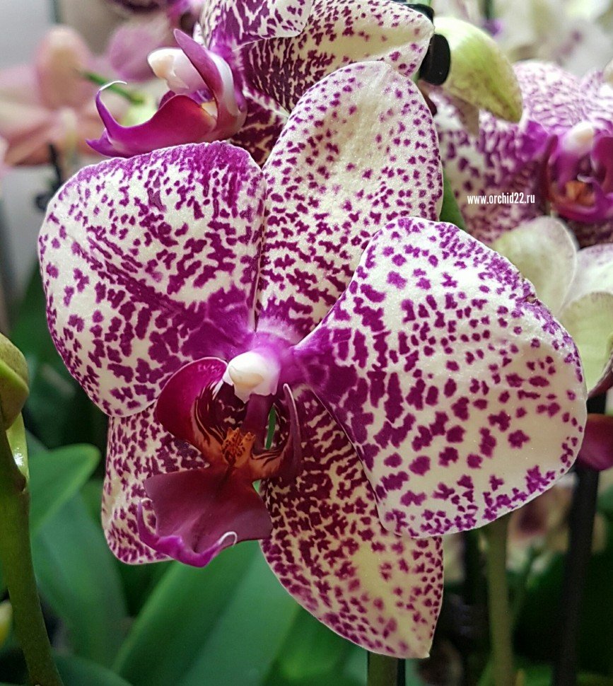 Орхидея фаленопсис йоло