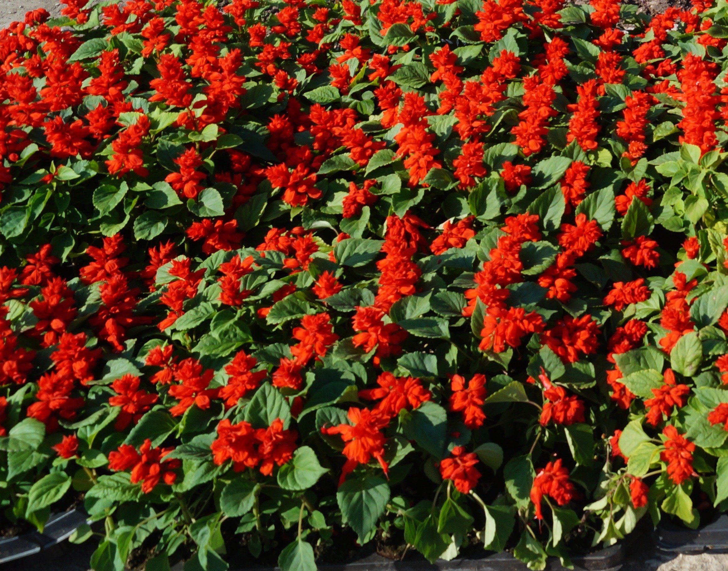 Красные низкорослые цветы для клумбы фото и названия