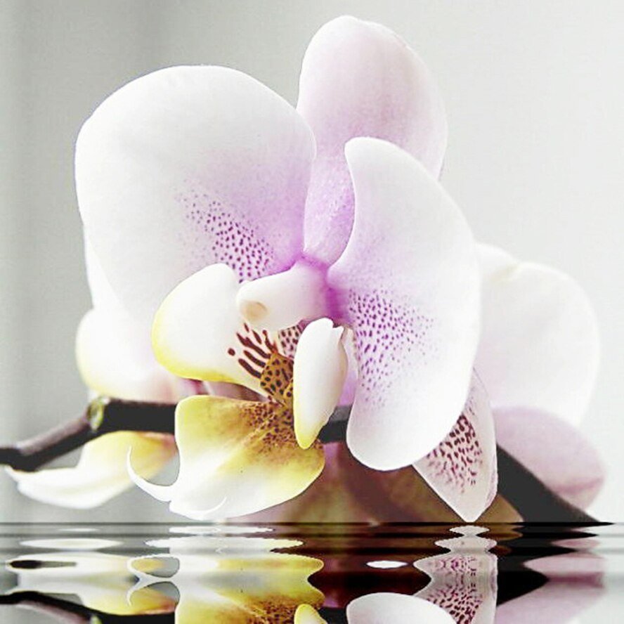Sogo Diamond Орхидея