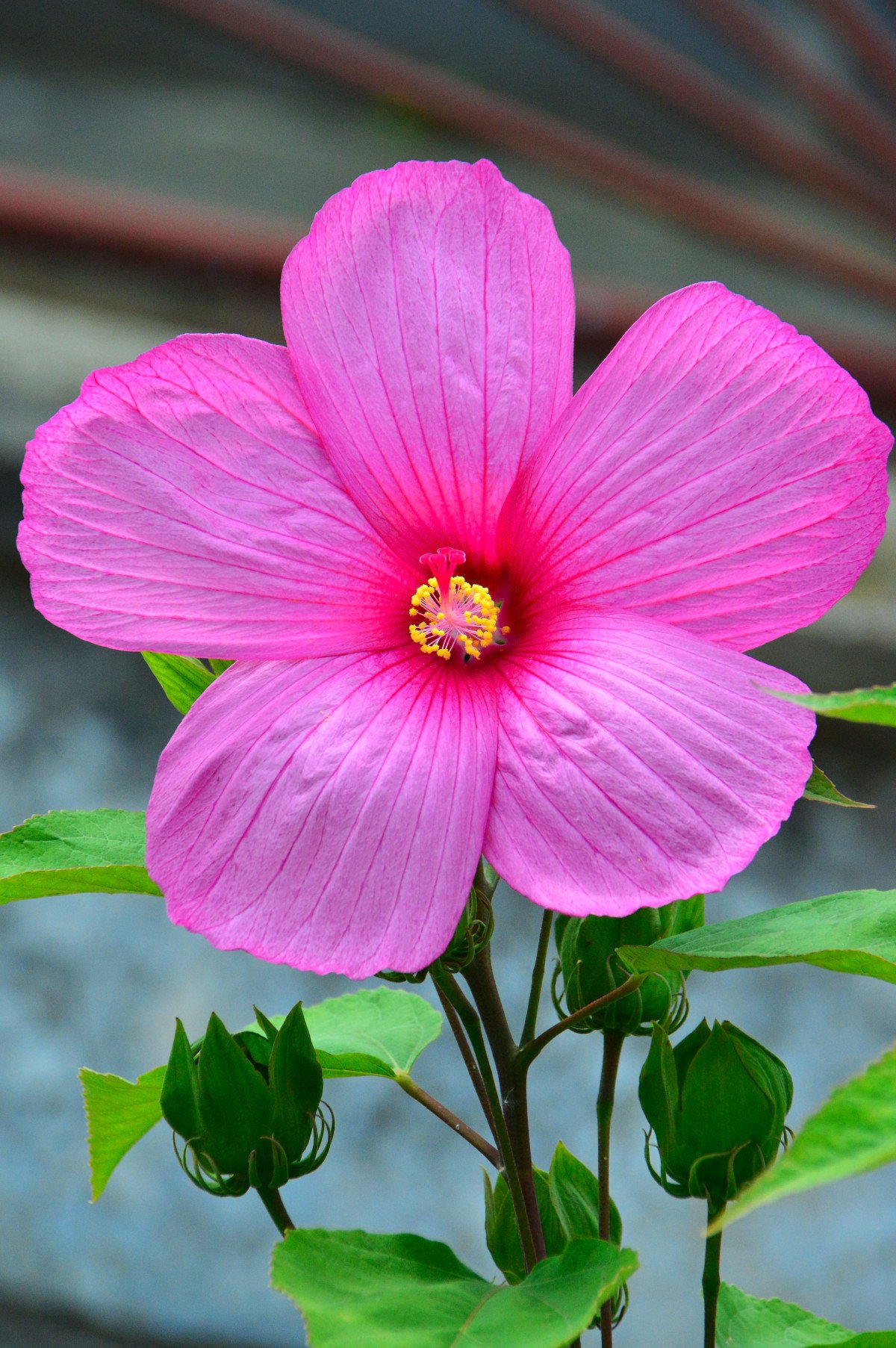 Маленькие цветы розового цвета. Мальва гибискус растение. Гибискус розовый. Гибискус розовый садовый.