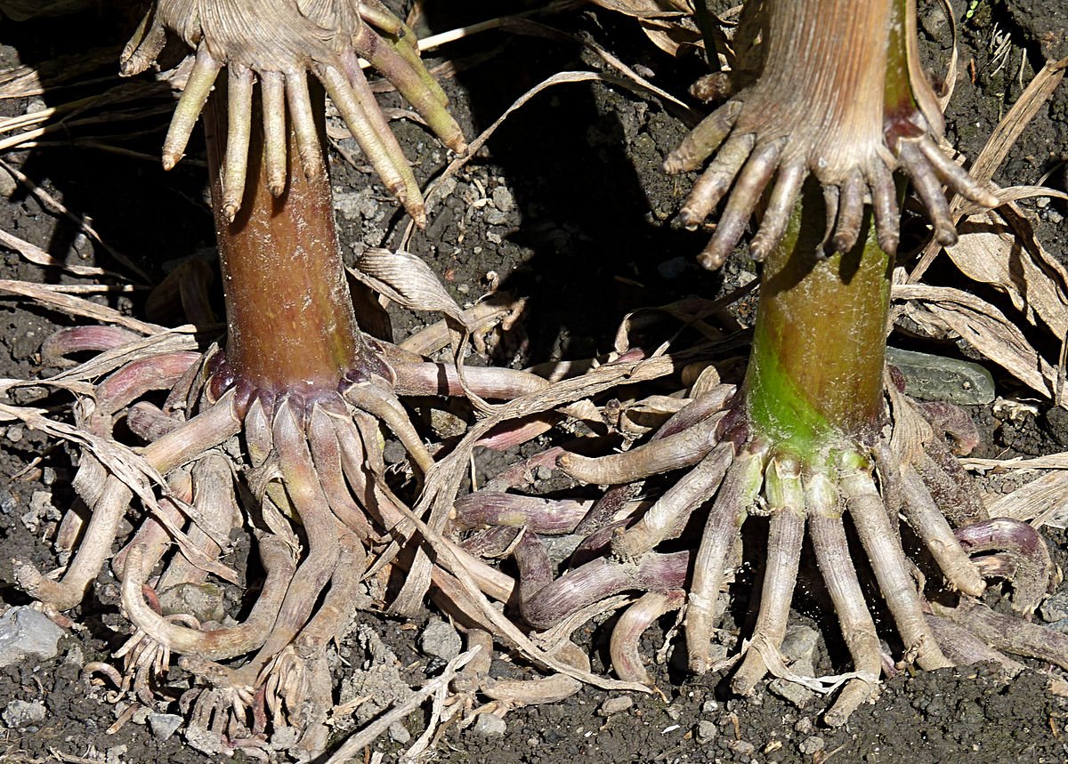 Краса корень. Контрактильные («втягивающие») корни. Корни подпорки. Контрактильные корни лилии. Корни подпорки кукурузы.