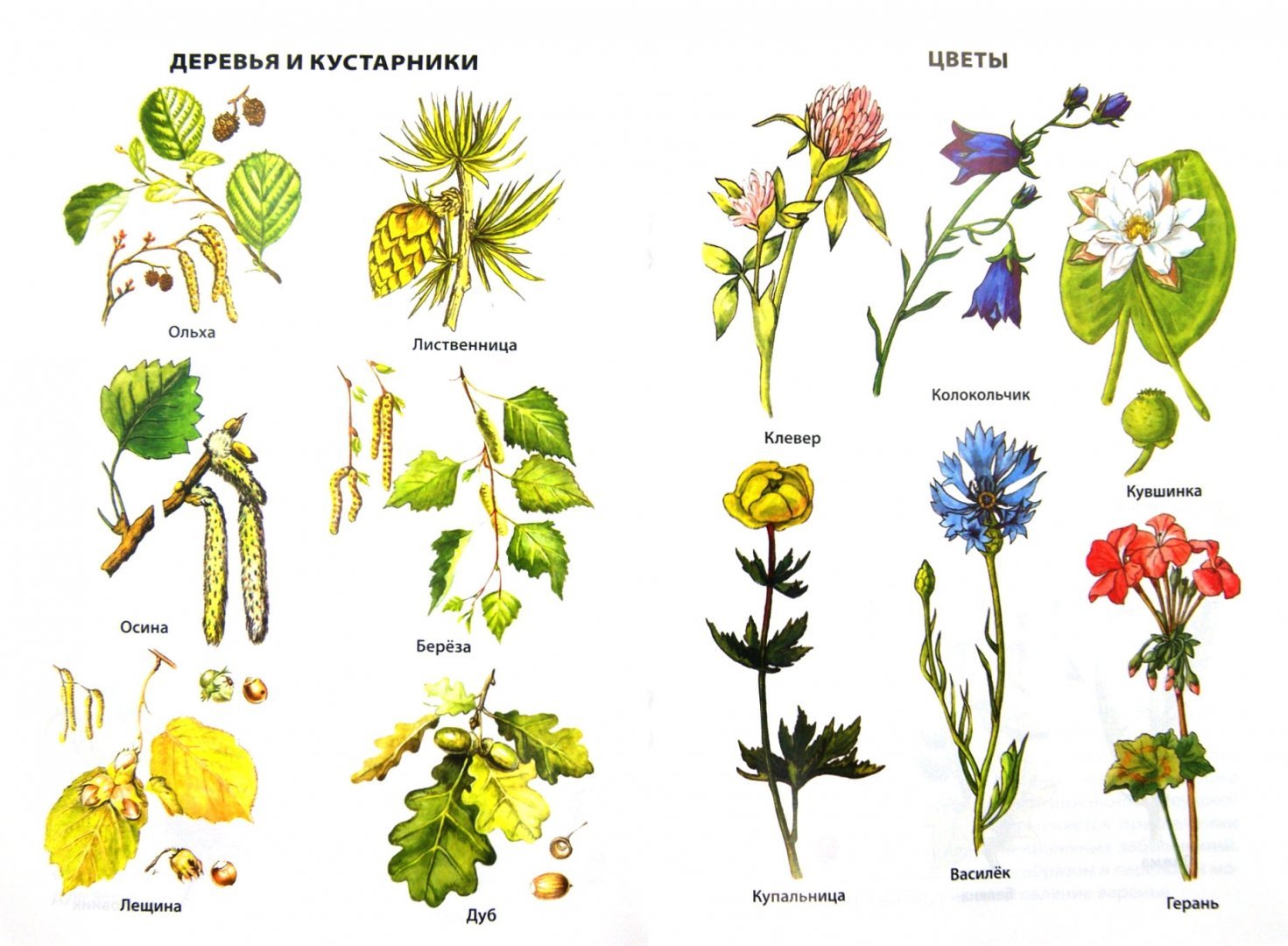 Каких цветов бывают растения. Травы названия. Дикорастущие цветы. Растения России. Дикорастущие лекарственные растения.