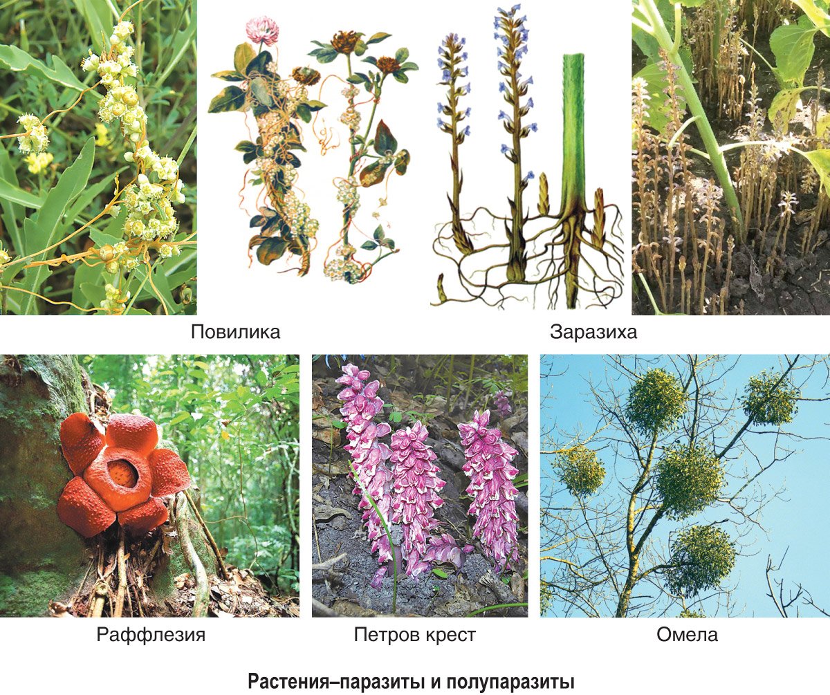 Распределите предложенные растения по группам растения паразиты. Повилика и заразиха растения паразиты. Повилика заразиха раффлезия. Повилика заразиха омела.