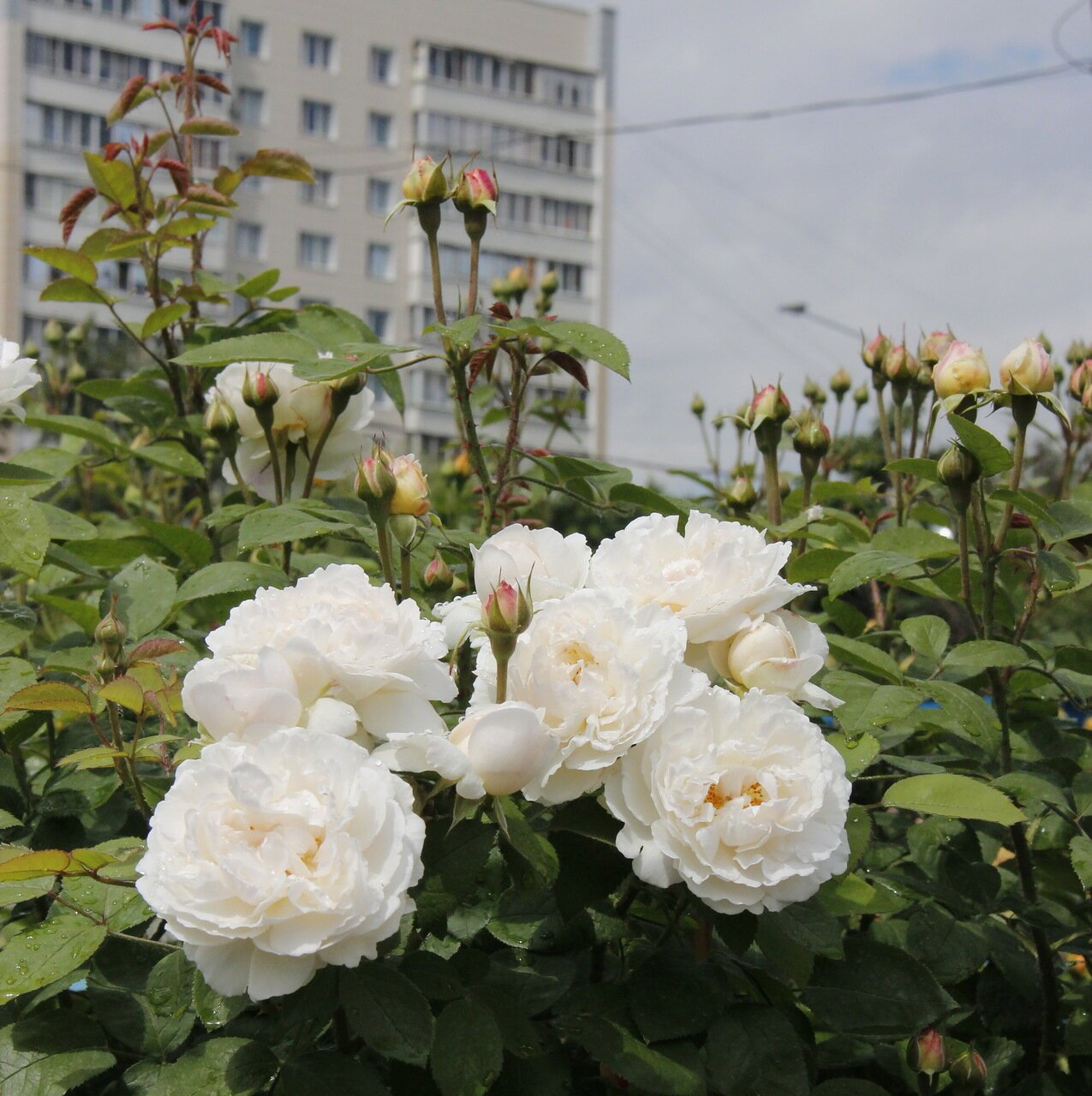 Роза флорибунда Скай Хилл