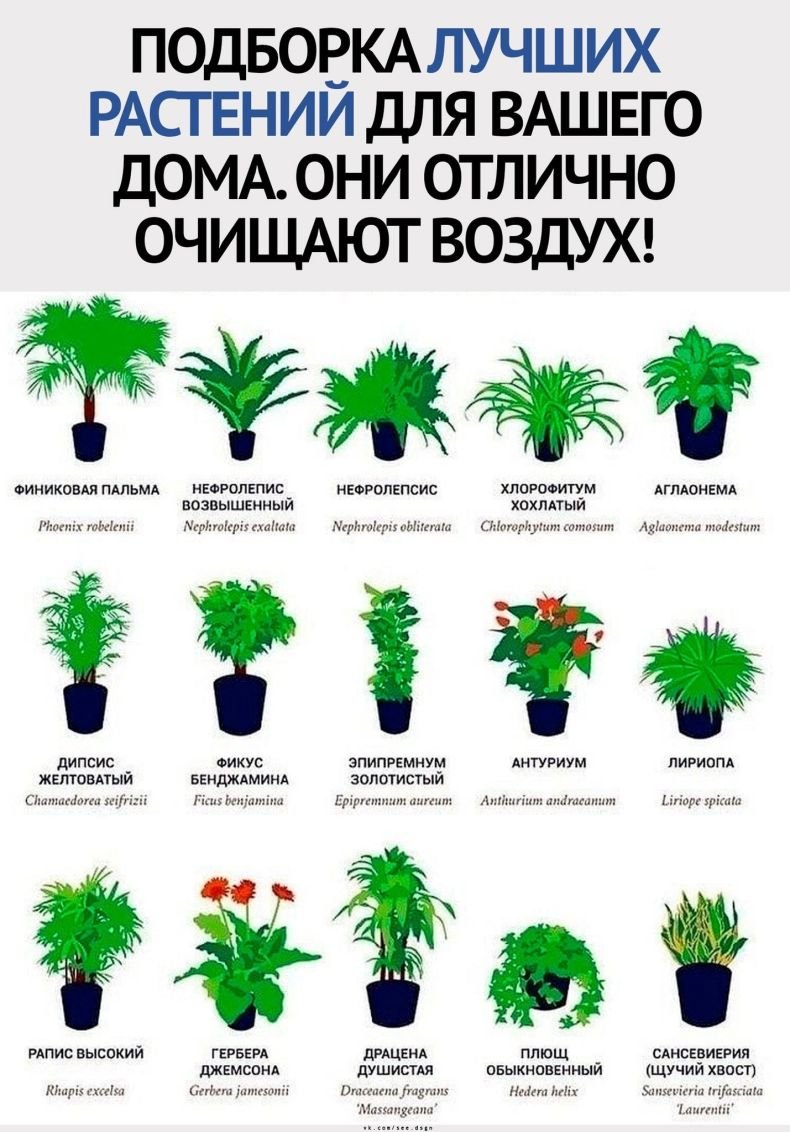 Комнатные растения названия