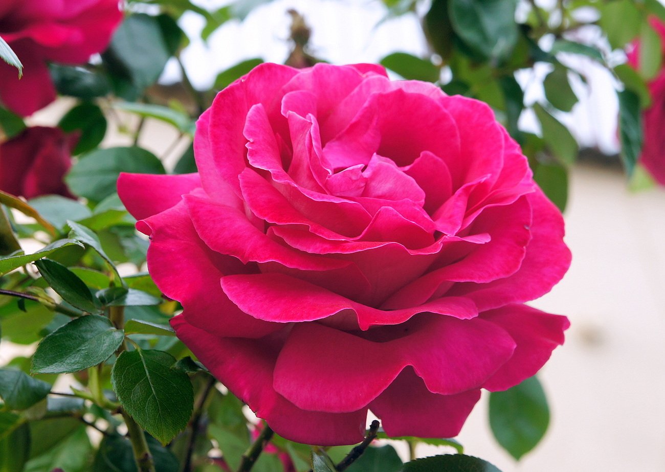 Сорта крупных розовых. Чайно гибридные розы цвета фуксии. Розы и фуксии.