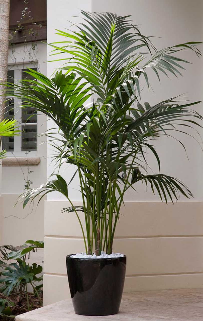 Кубинская Пальма комнатное растение