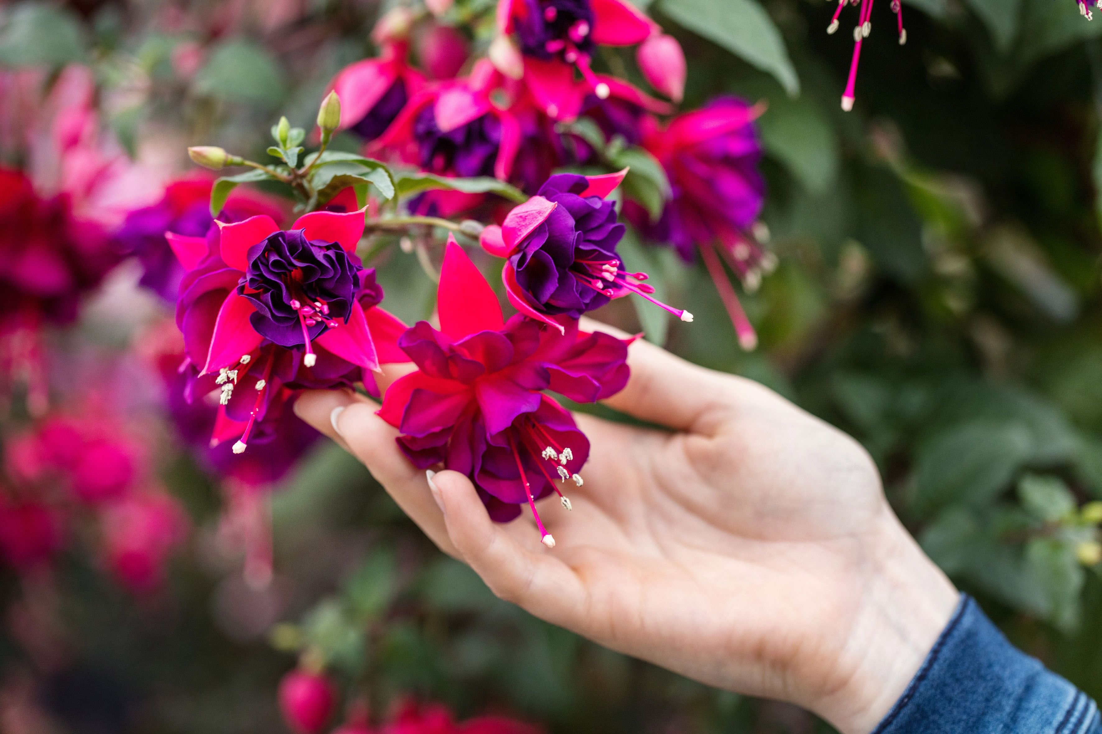 Букет цвета фуксия. Фуксия Wild and beautiful. Фуксия Bella Maria. Фуксия Walz Jubelteen. (Bella Fuchsia Susanna) фуксия.