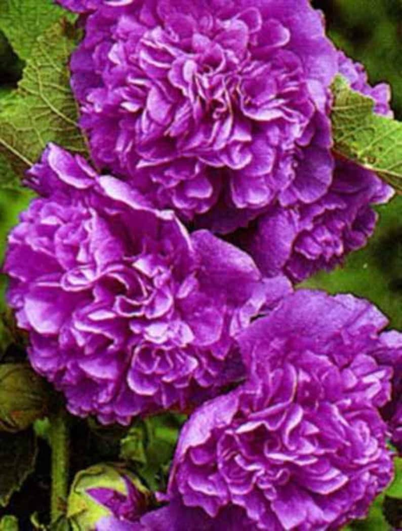 Шток-роза(Мальва) Violet