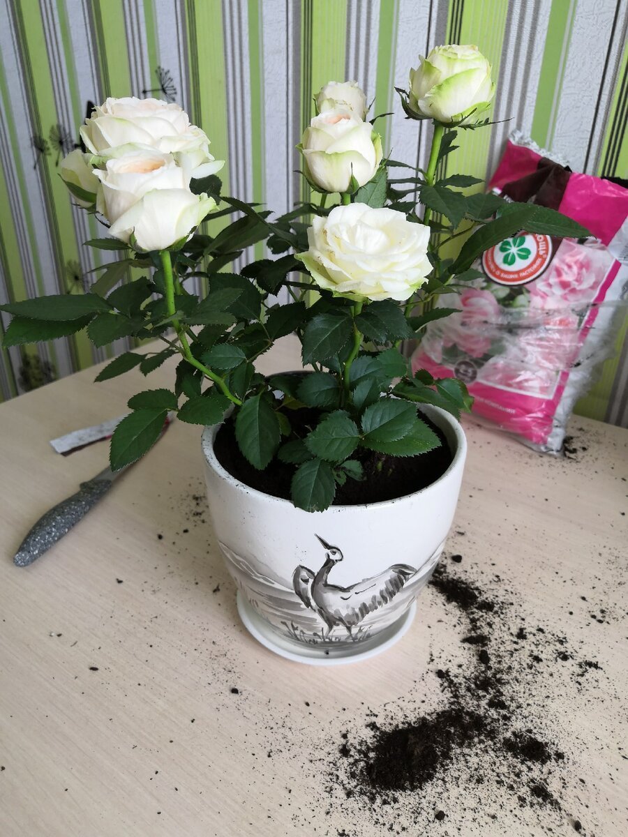 Как пересадить купленную розу кордана