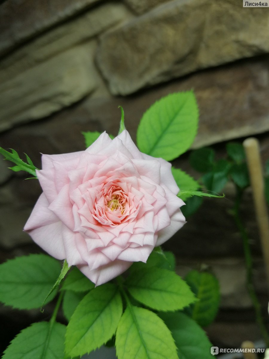 Роза Кордана одноразовый цветок?