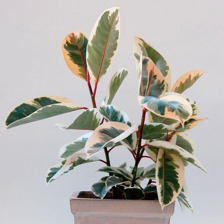 Ficus 3d