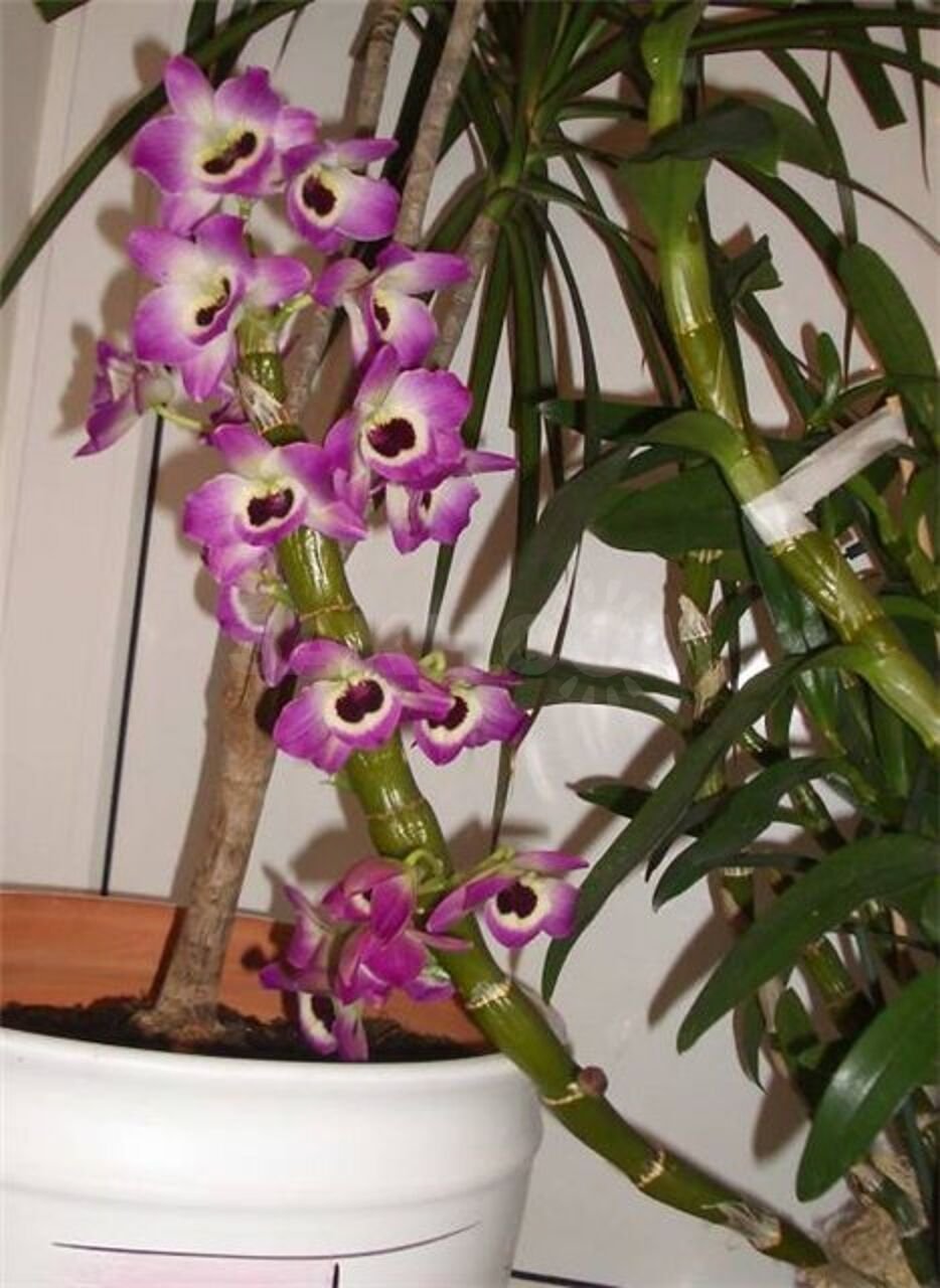 Орхидея Аганизия / Aganisia