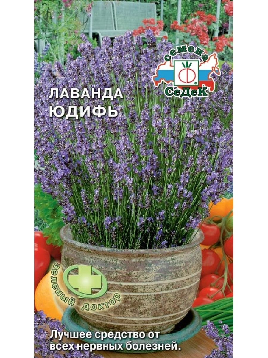 Лаванда Юдифь СЕДЕК