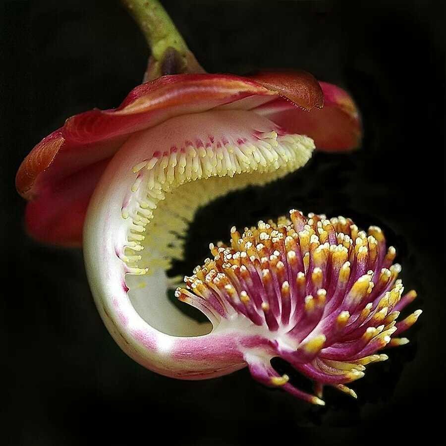 Растение с зубами
