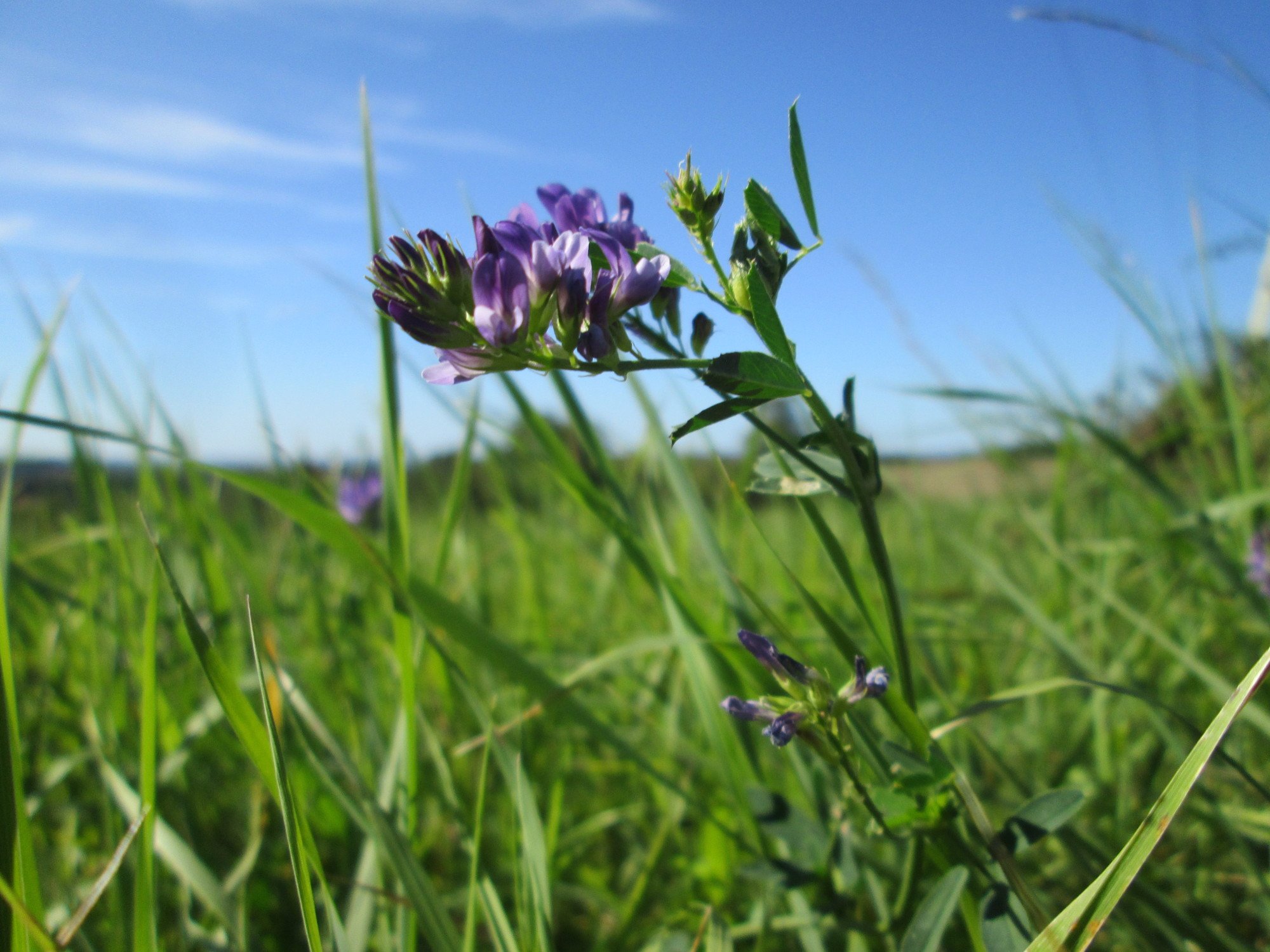 Medicago Varia люцерна пёстрая