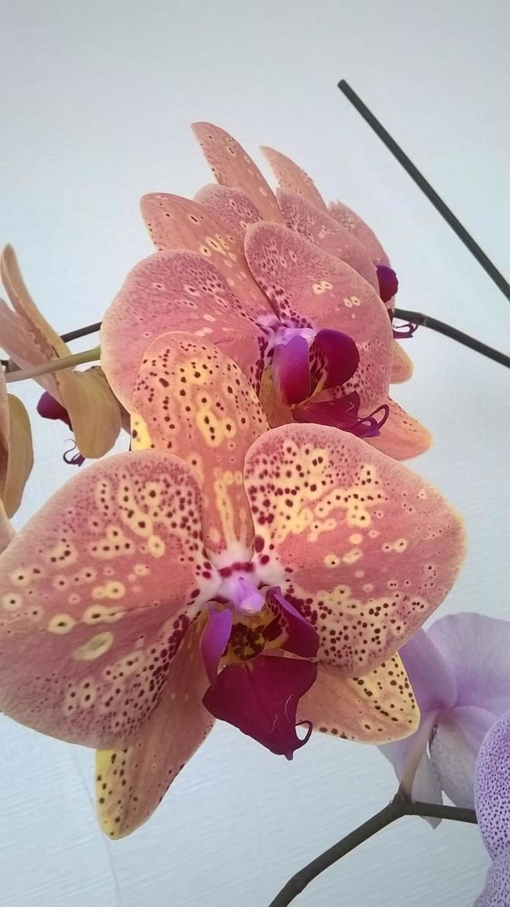 Орхидея Чармер бабочка