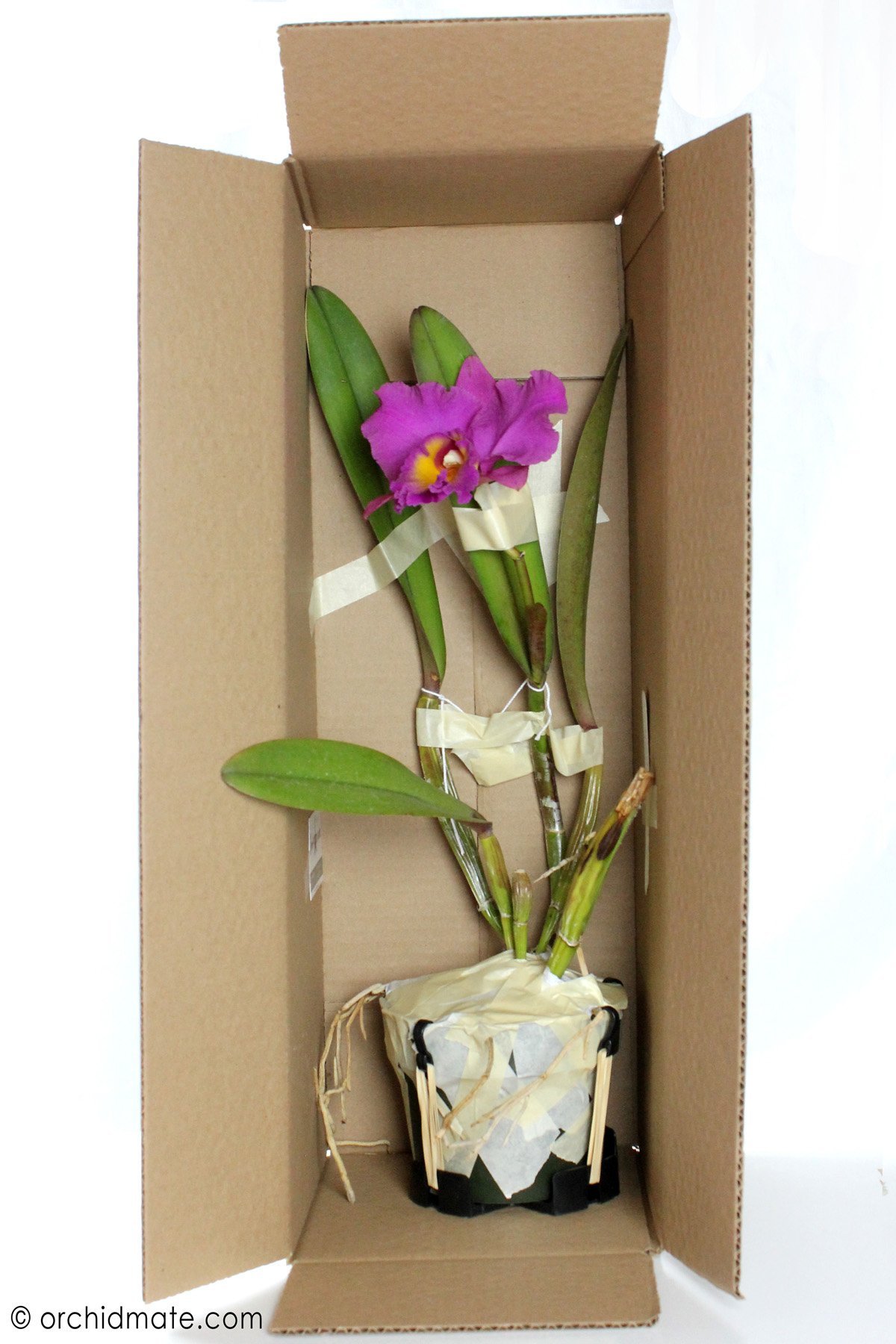Доставка орхидей по россии. Орхидея Цимбидиум в горшке. Упаковка горшечных растений. Упаковка цветка в горшке. Упаковка для цветов в горшках.