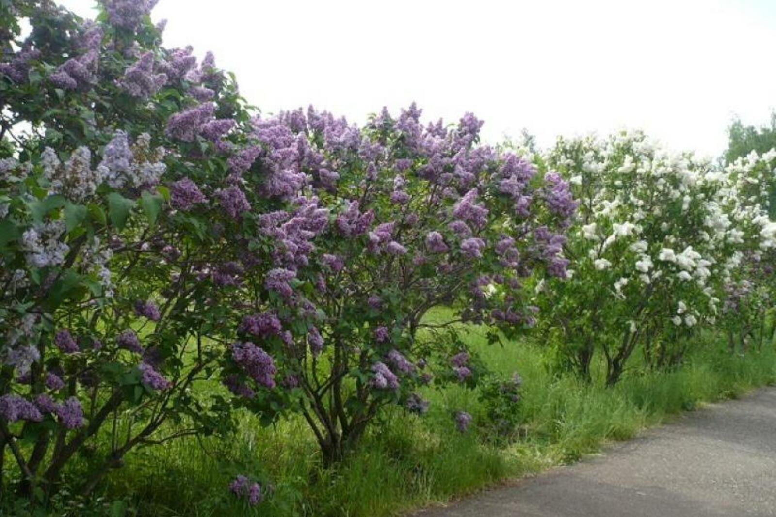 Сирень бархатистая