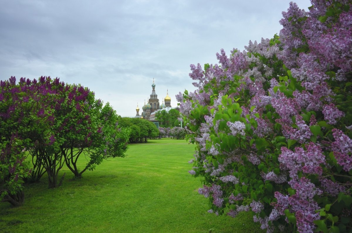 Сирень Spring Sonet