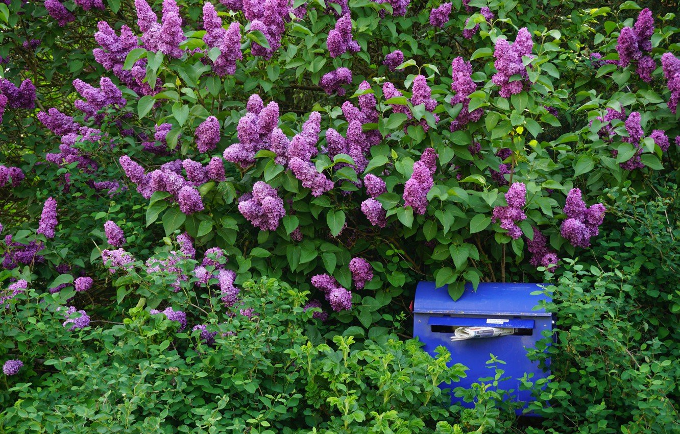 Сирень венгерская Живая изгородь