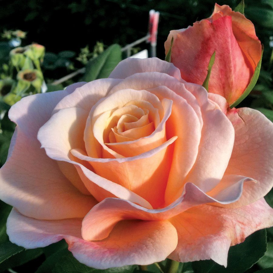 Сорт розы вивьен роуз