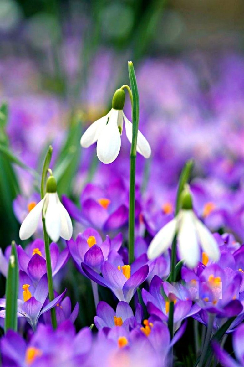 Фиолетовая Весна