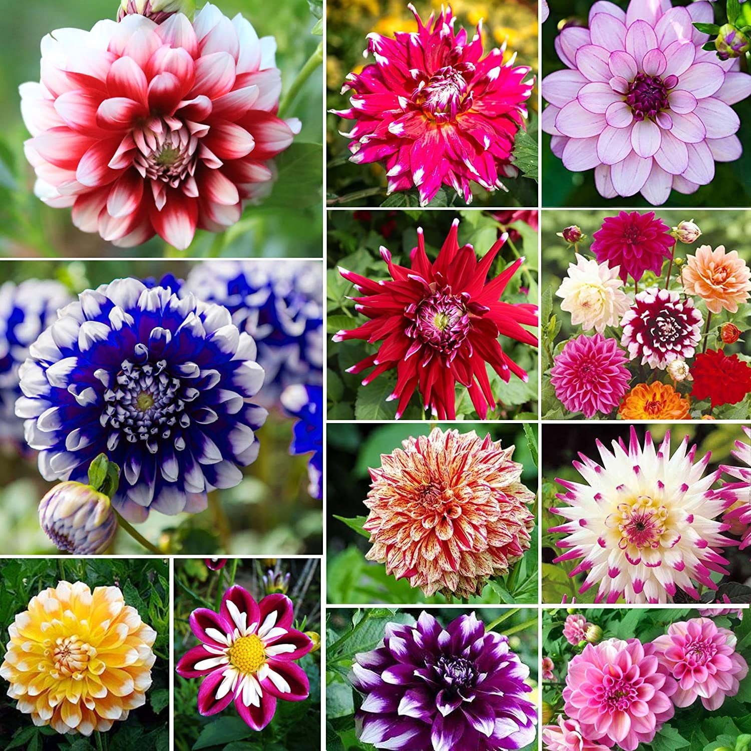 Георгины Dahlia Mix