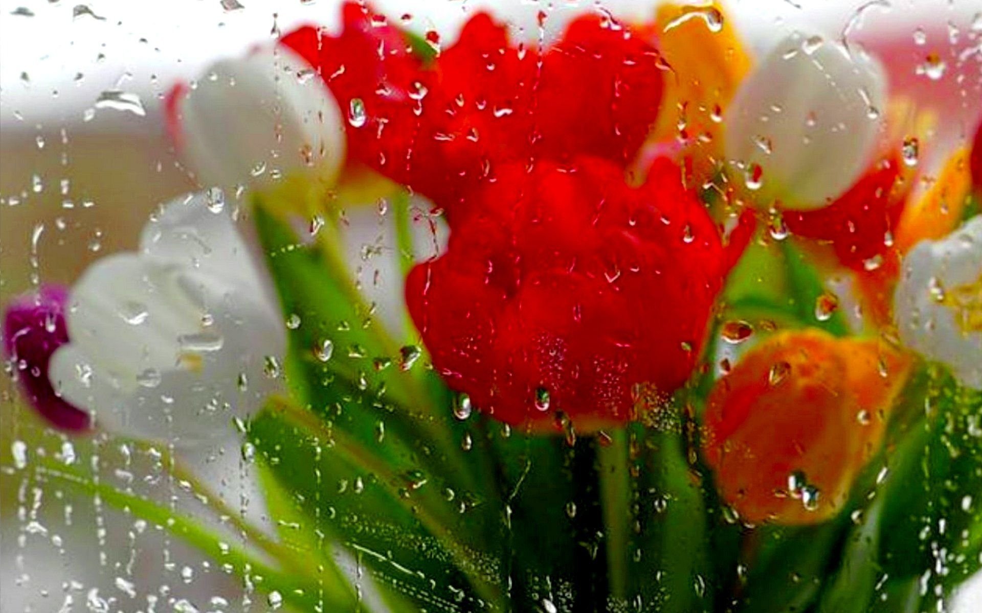 Дождливое утро добрым пожелания. Цветы под дождем. Весенний дождик. Цветы в каплях дождя.
