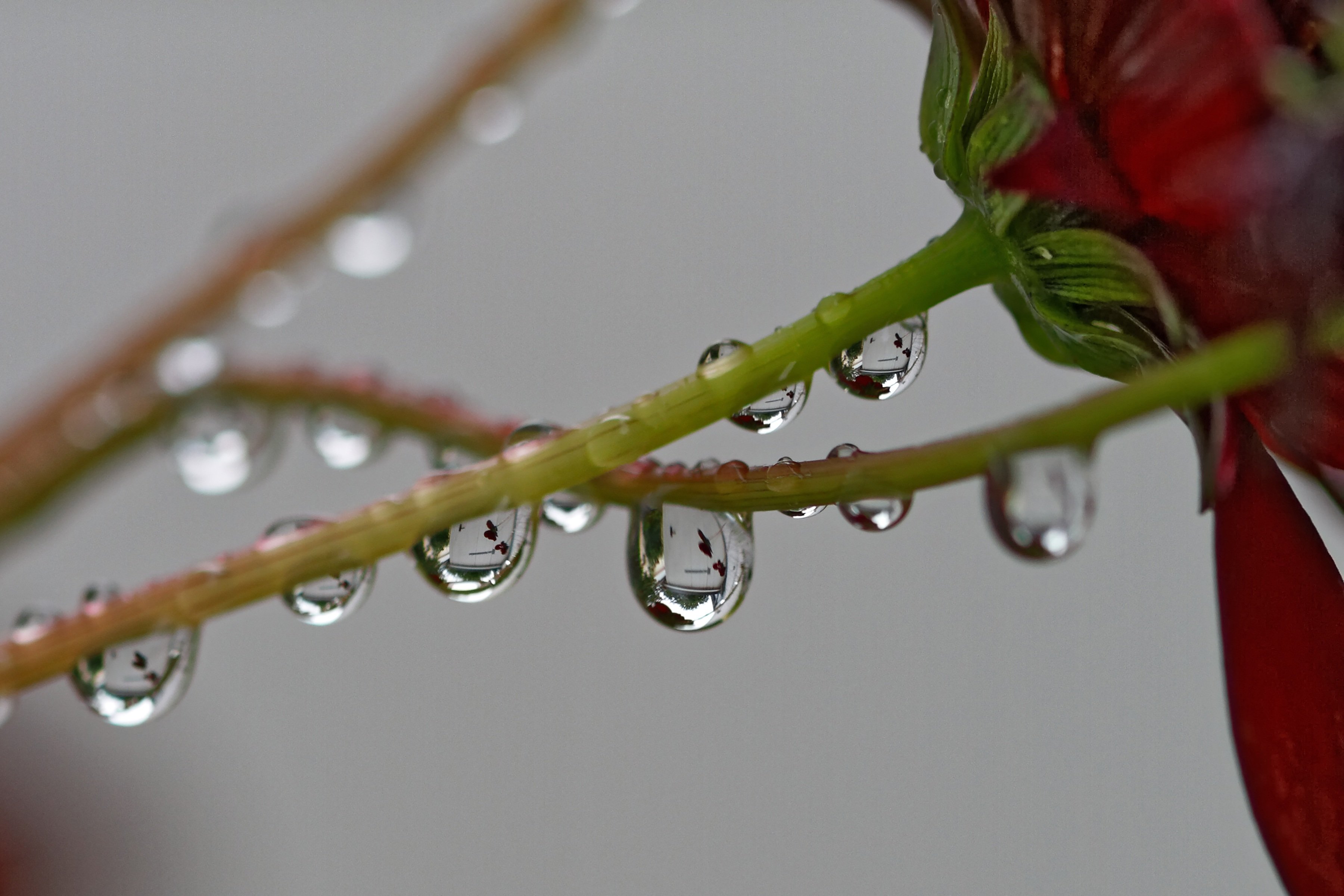 Цветы капли воды