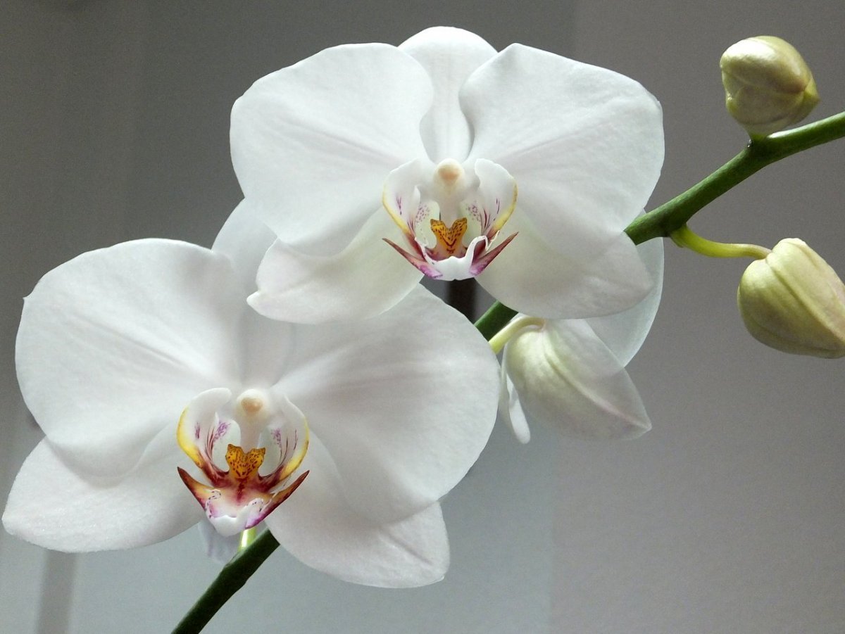 Белые орхидеи фаленопсис фото и названия Орхидея Phalaenopsis Ikaria: Очарование и Элегантность Зеленый рай Фотогалерея п