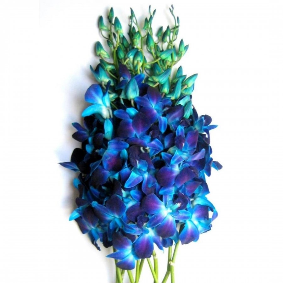 Орхидея Дендробиум синяя букет