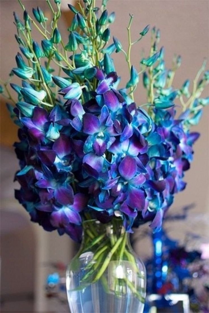 Орхидея Дендробиум синяя