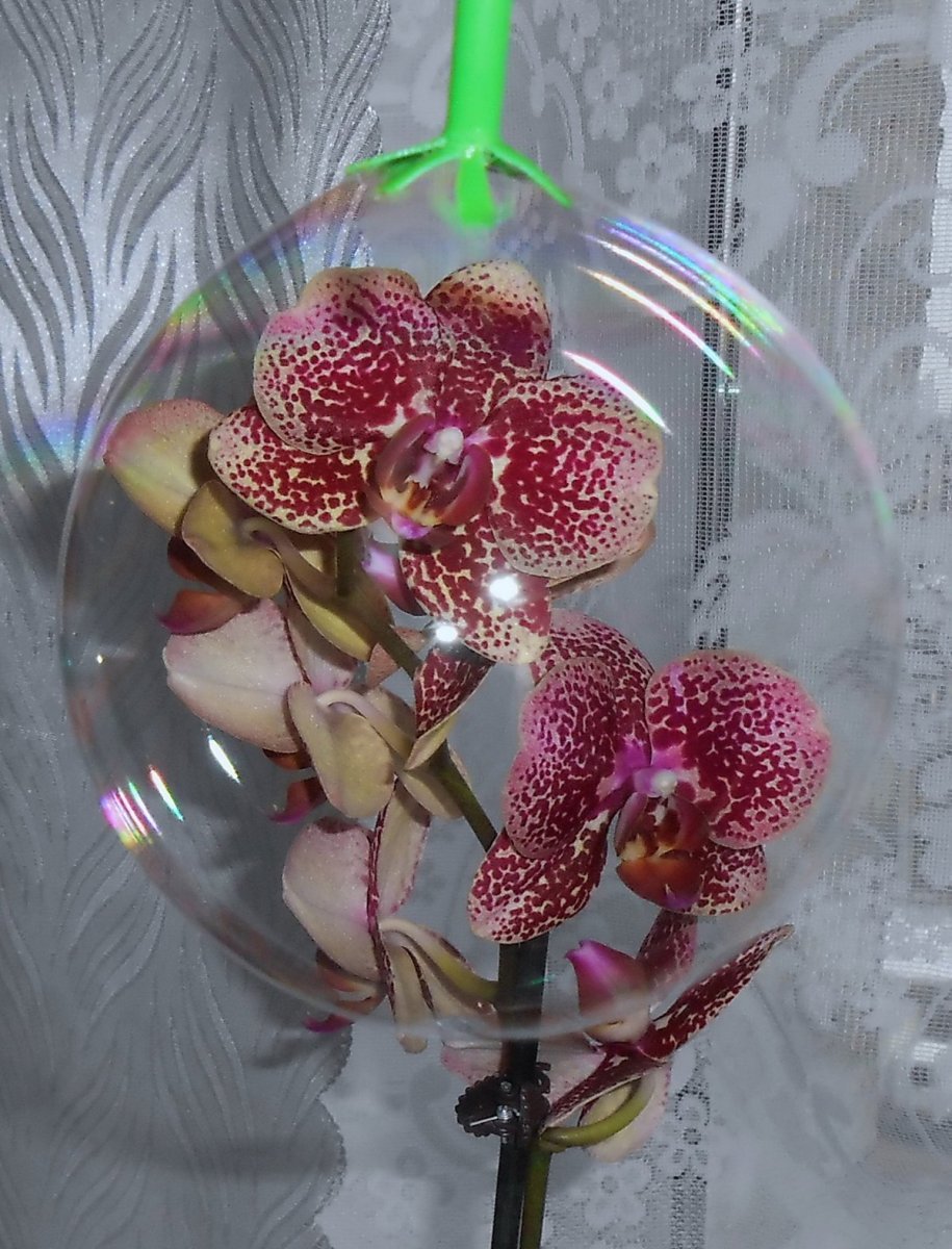 Орхидея Phal Rainbow