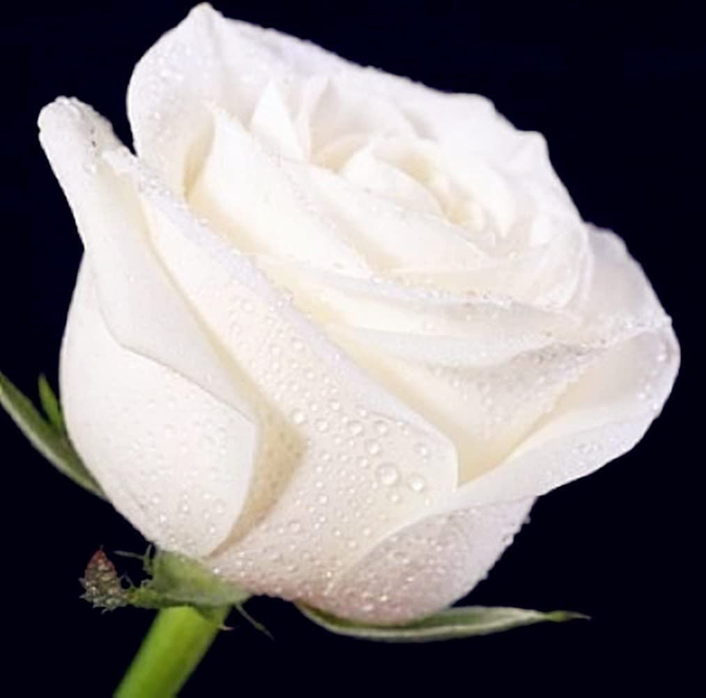 Розы бел восточная. Белые цветы.