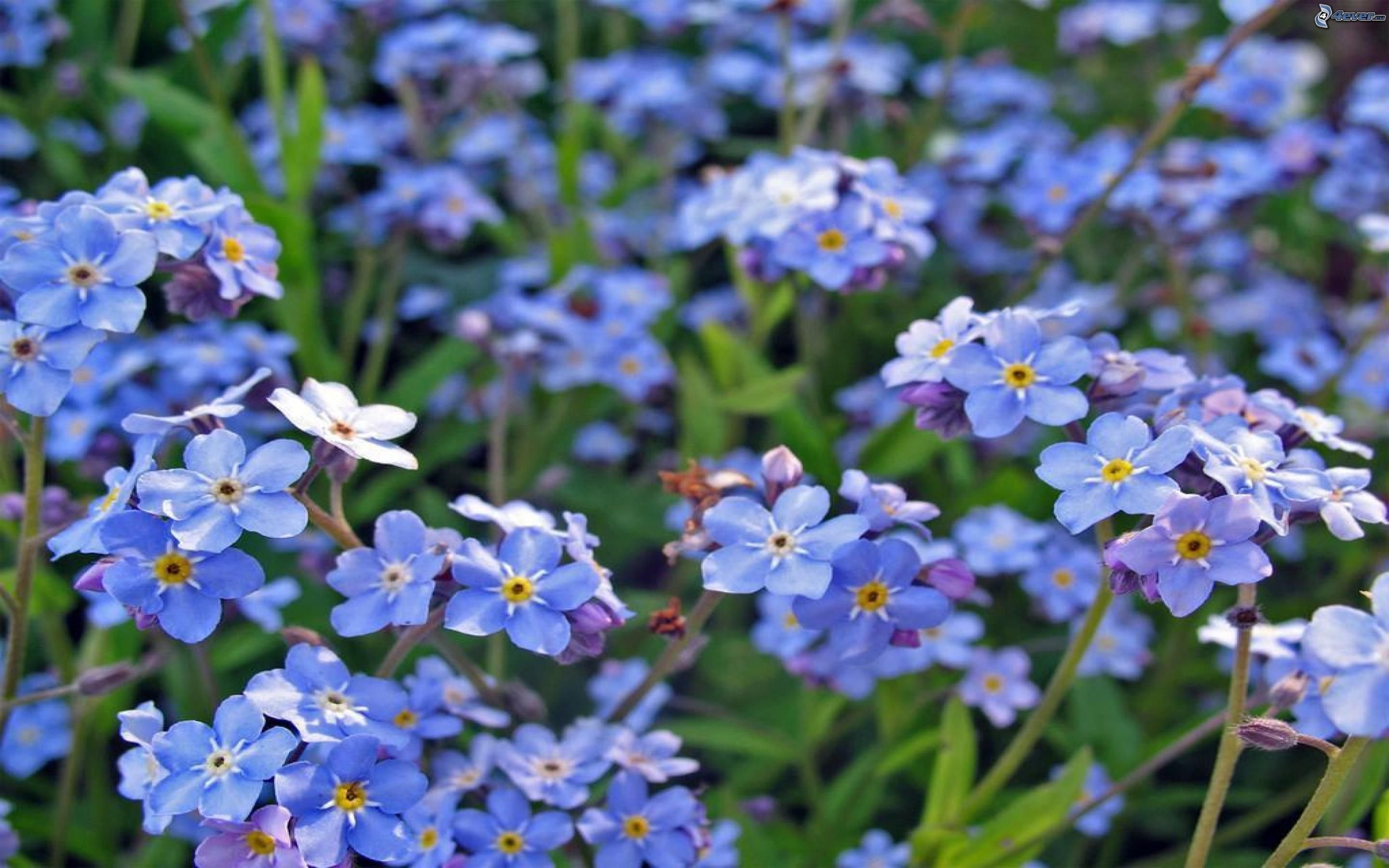 Незабудка Полевая (Myosotis arvensis). Незабудка Садовая голубая. Незабудка Енисейская. Незабудка Альпийская голубая.