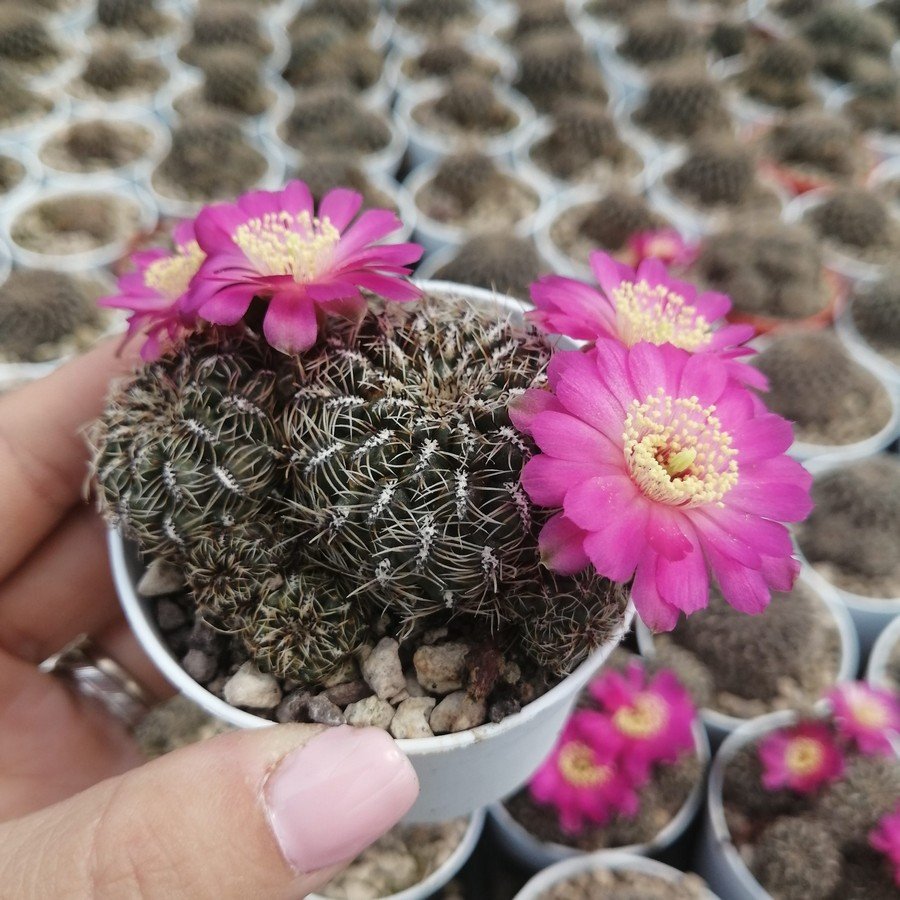 Ребуция Солнечная (Rebutia Heliosa)