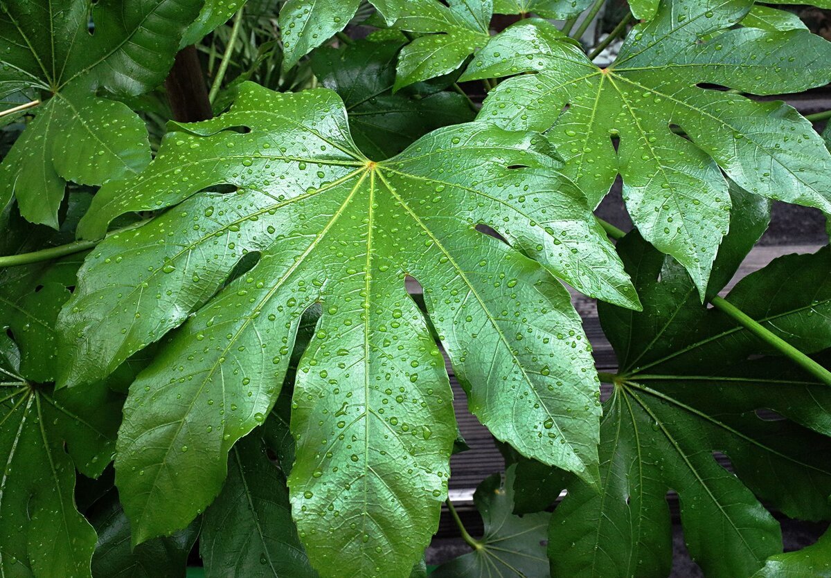комнатное растение с резными листьями фото